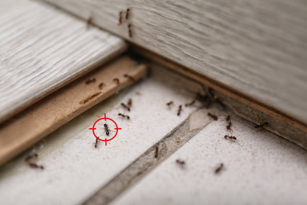 Best Best Pest Control Companies  in Springs, NY